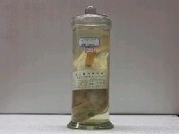 藏品(摩啦吧笛鯛)的圖片